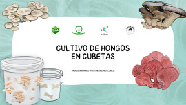 Cultivo de Hongos en Cubetas