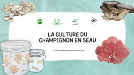 La Culture du Champignon en Seau