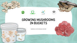 Growing Mushrooms in buckets