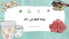 Growing Mushrooms in buckets - Arabic